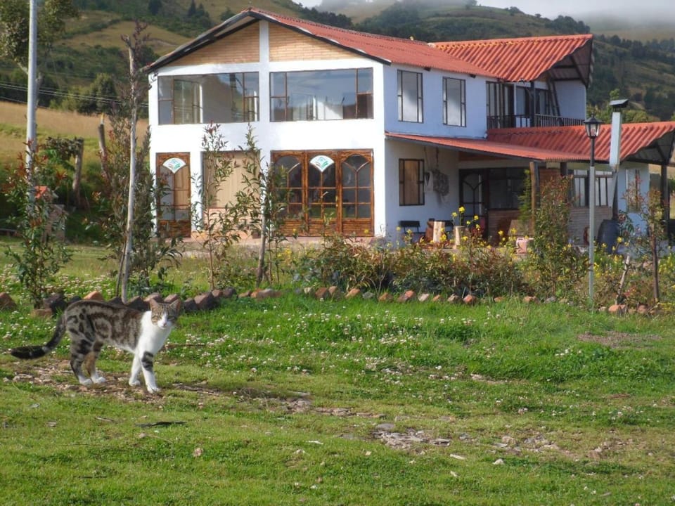 Day, Natural landscape, Garden, Pets, Garden view