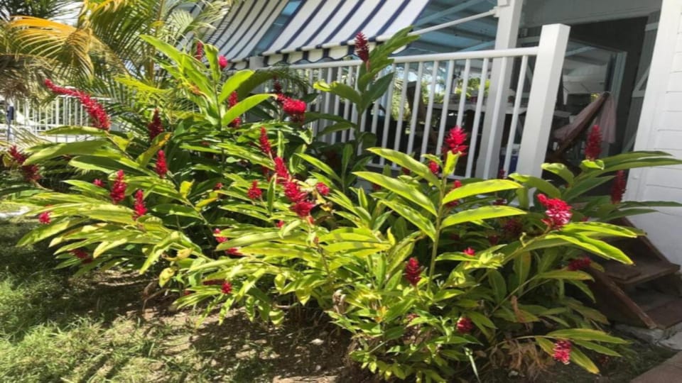 Property building, Garden