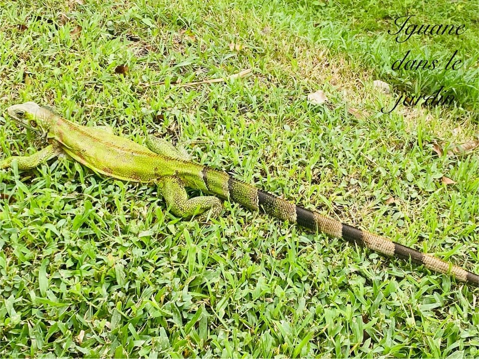 Gitadeshaies Ti Paradis Nature House in Deshaies
