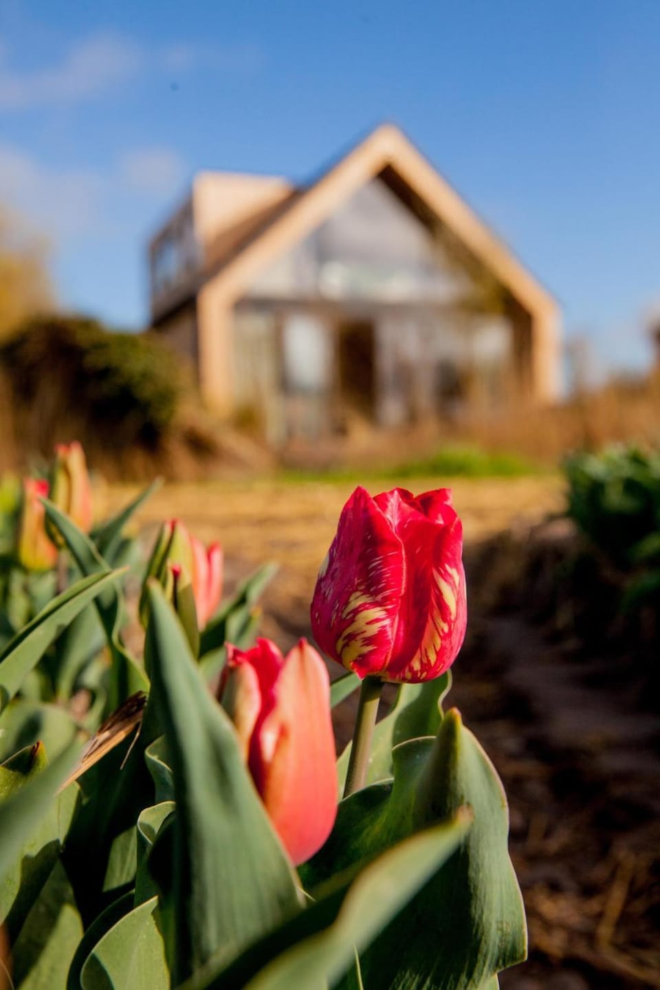 Property building, Spring, Day, Garden, Garden view