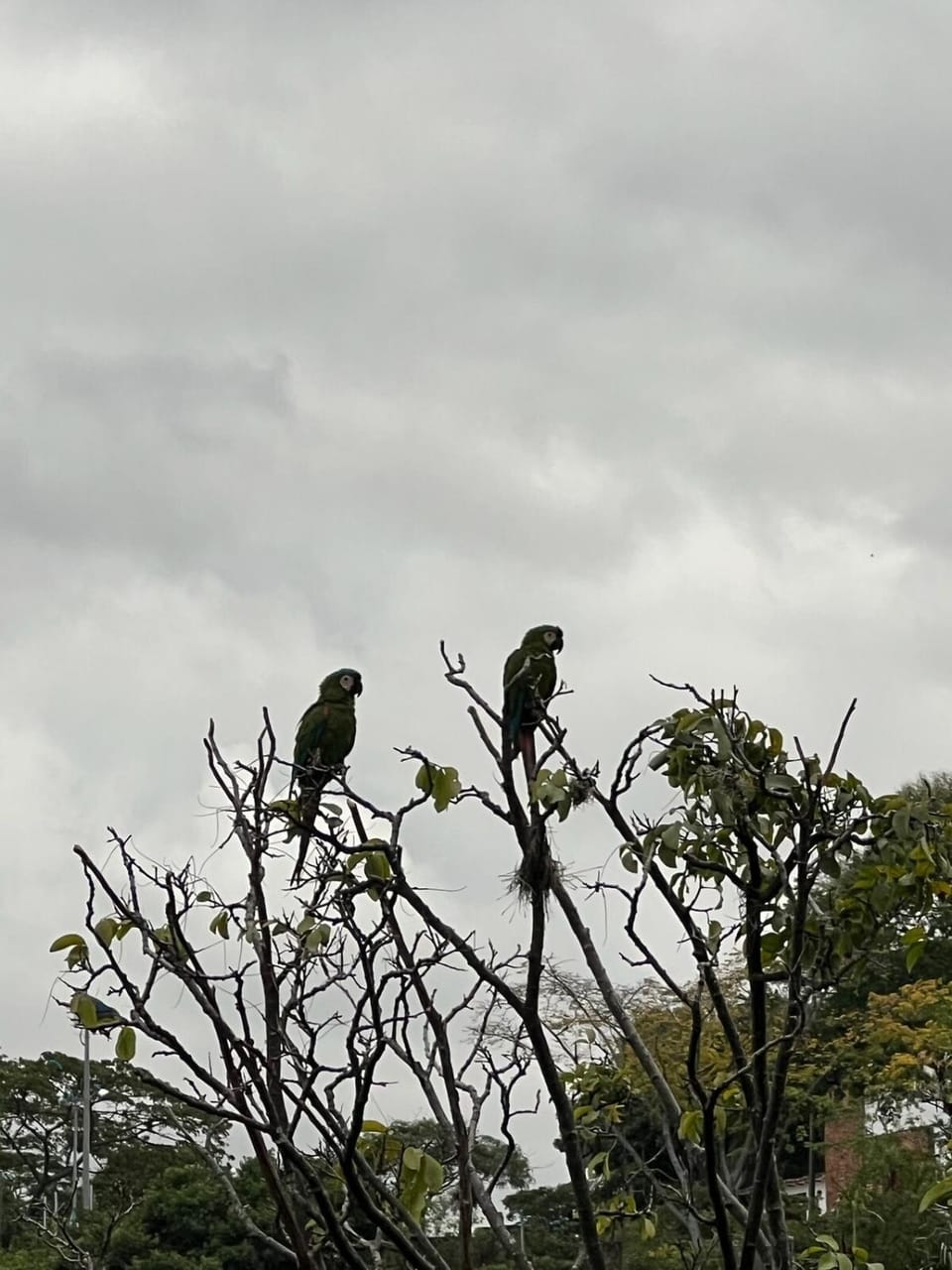 Natural landscape, Animals