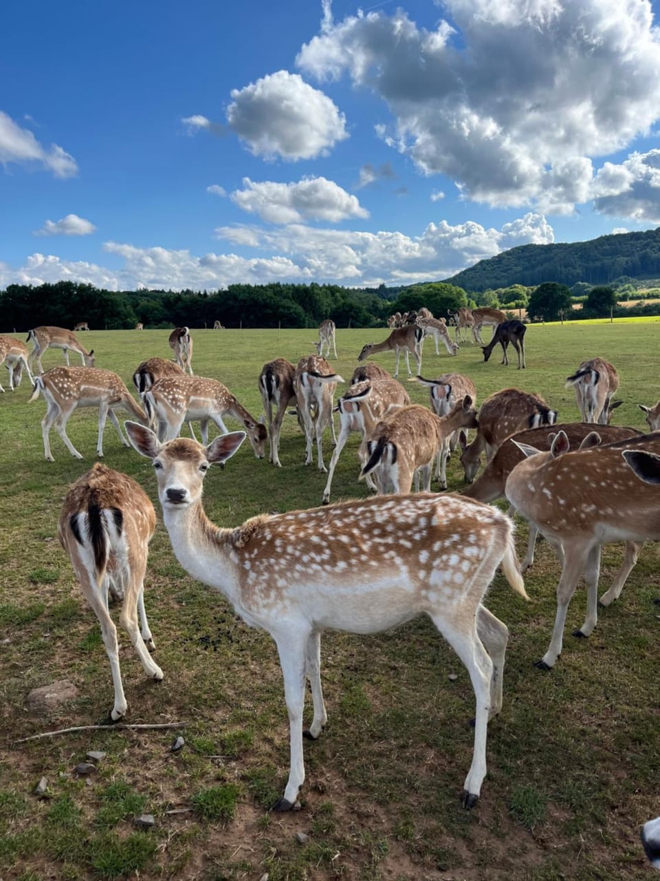 Animals