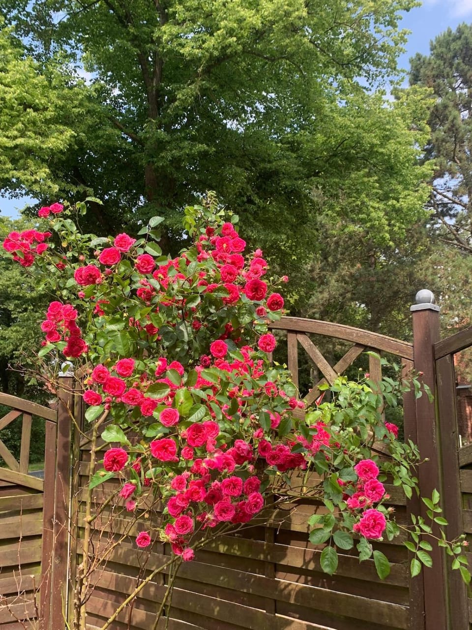 Day, Garden, Garden view