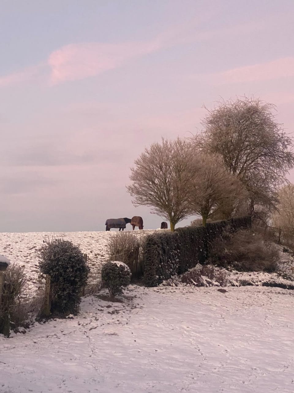Natural landscape, Winter