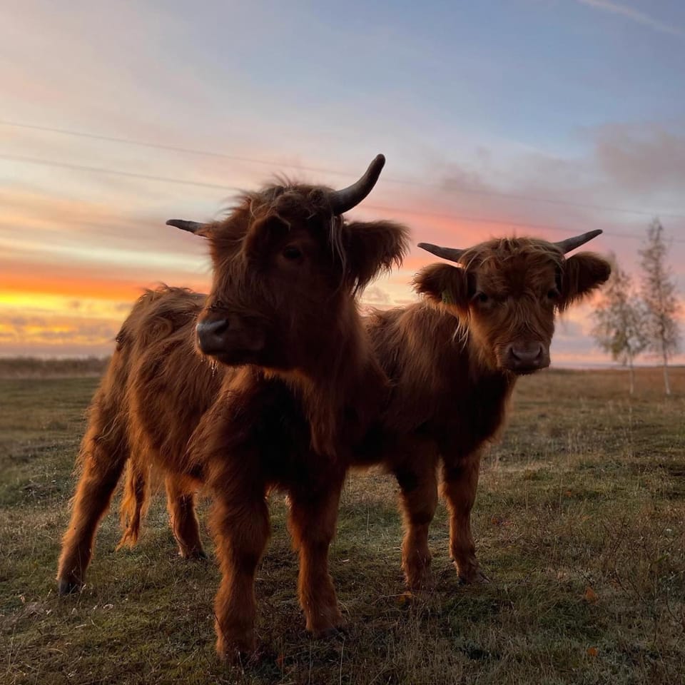Animals