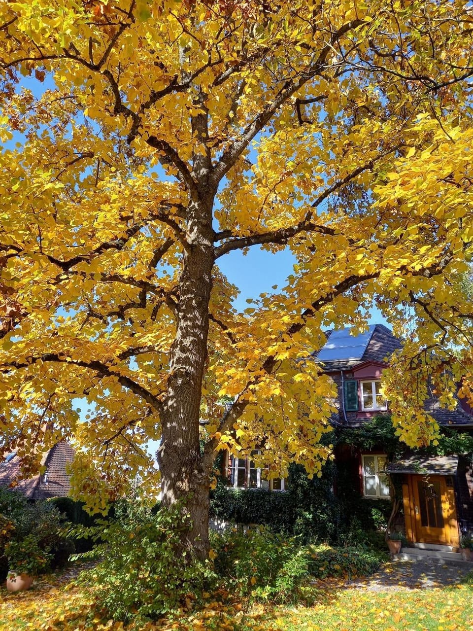 Garden, Autumn
