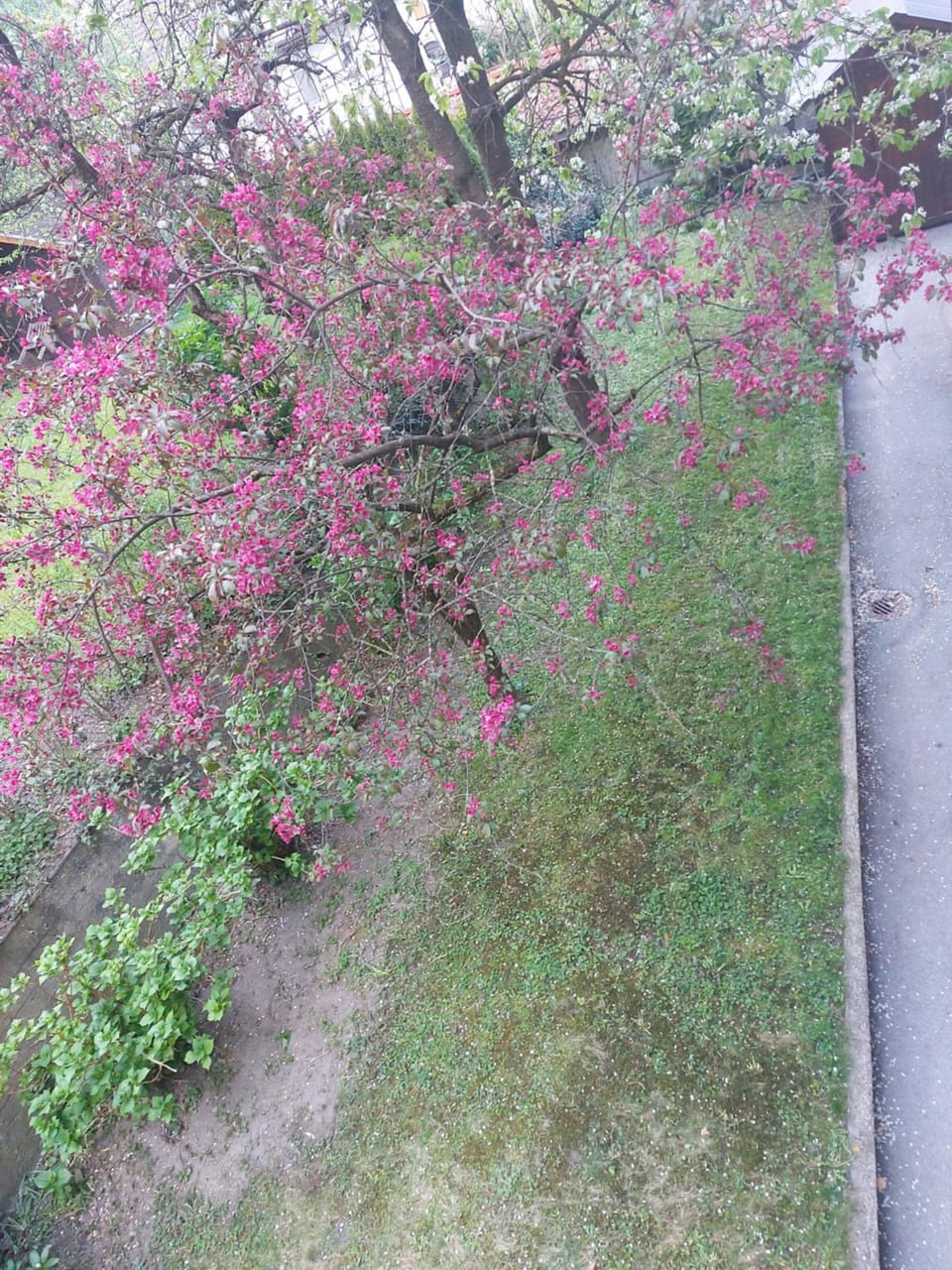 Natural landscape, Garden, Garden view