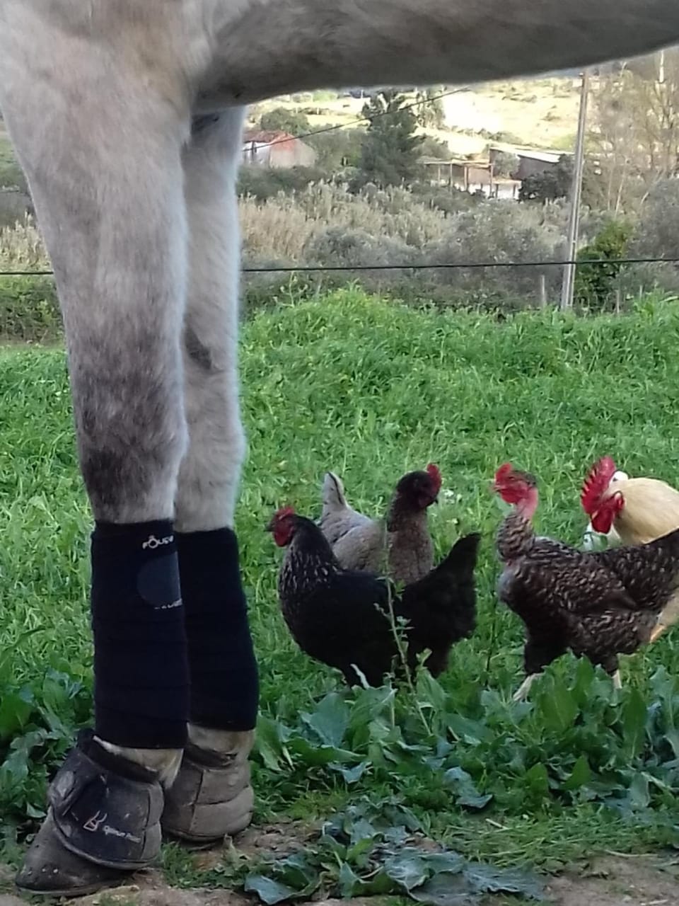 Animals