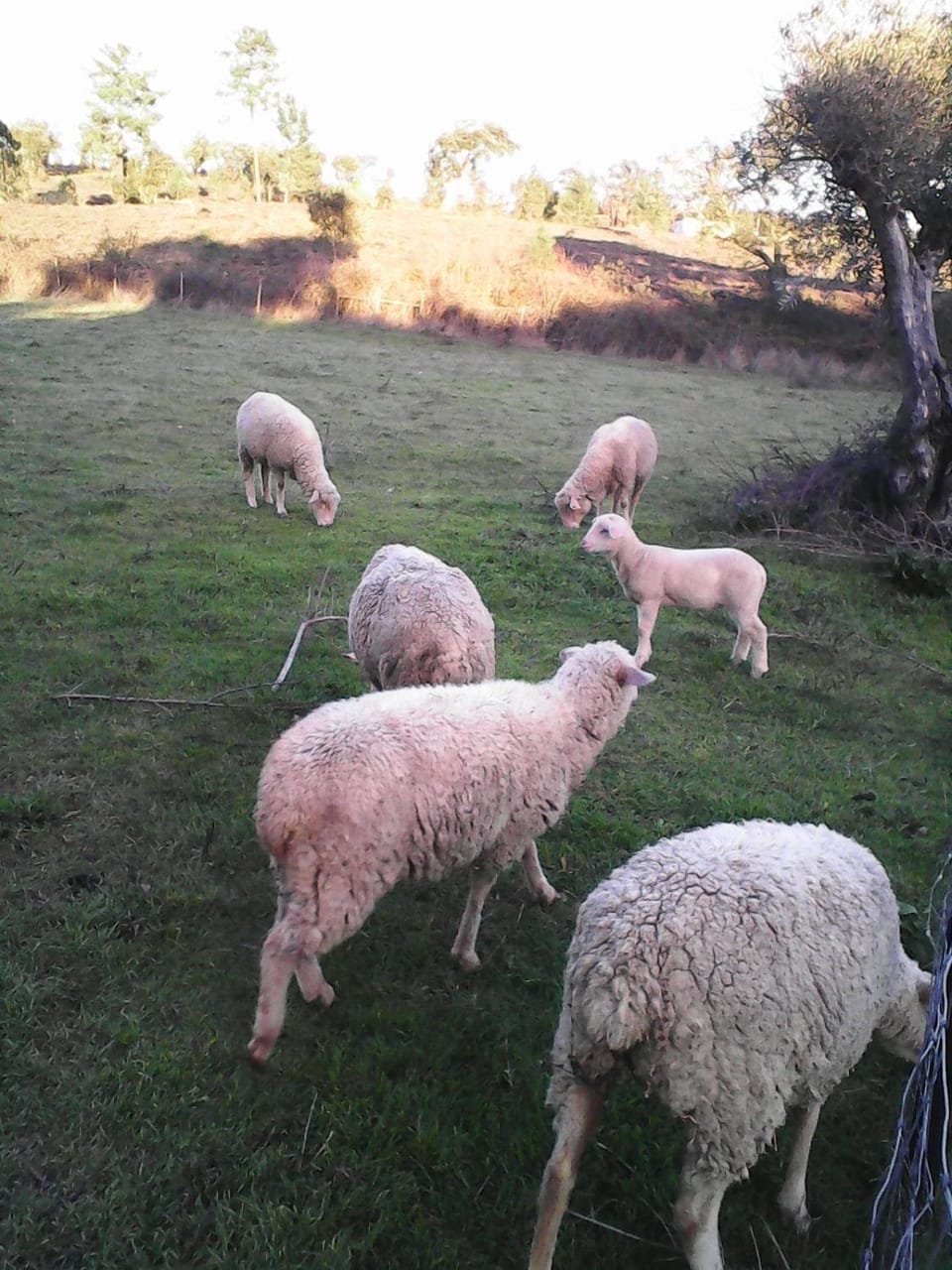 Animals