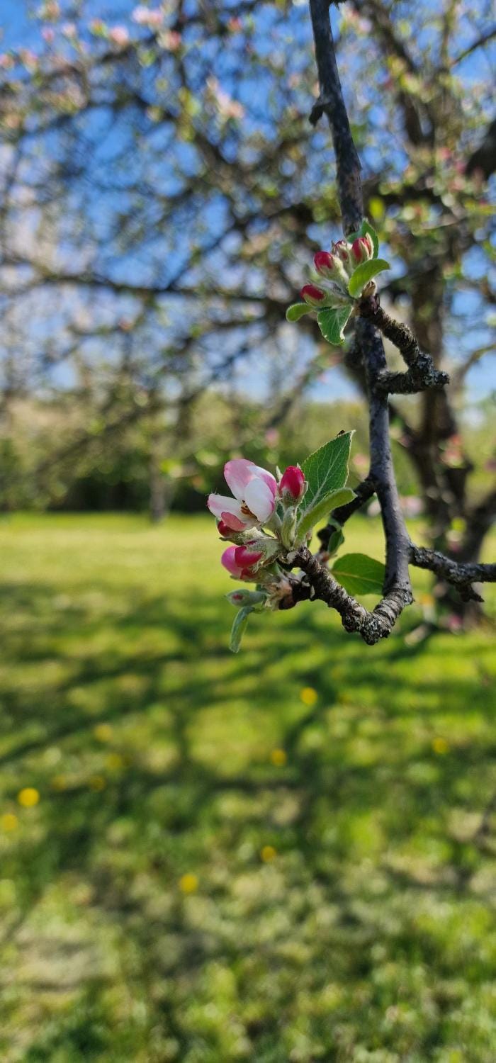 Spring, Day, Natural landscape, Garden, Garden view