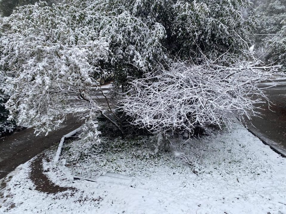 Winter, Garden