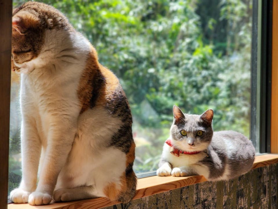Pets