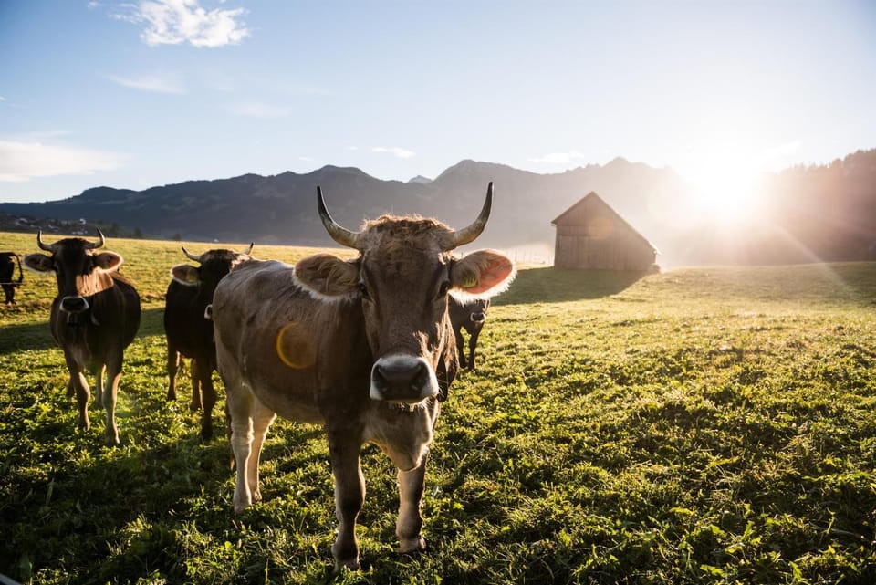 Natural landscape, Animals