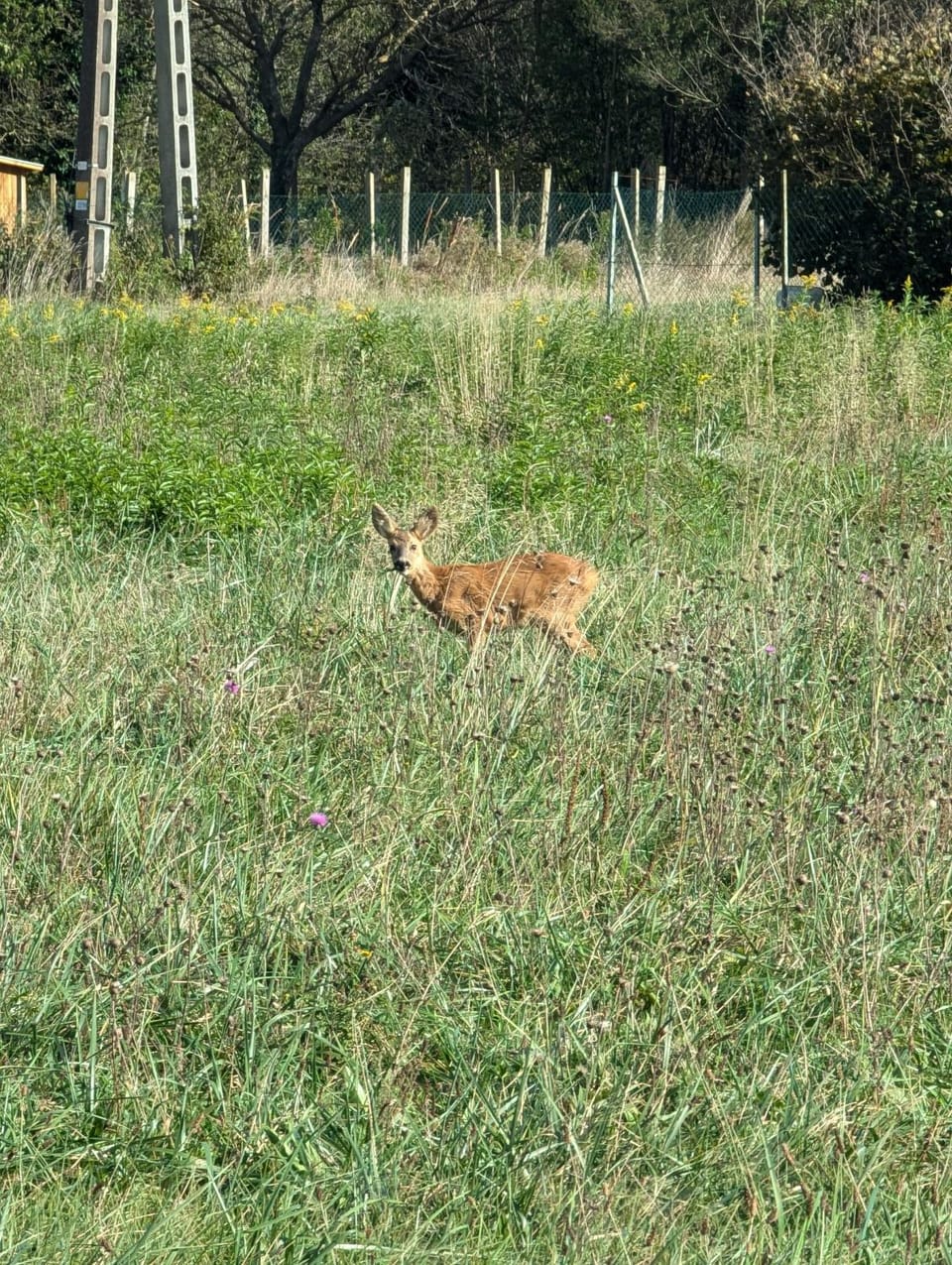 Natural landscape, Animals