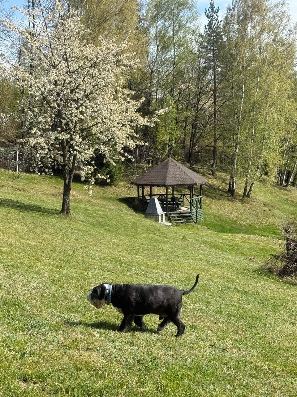 Apartament Pod Leśnym Niebem Apartment in Lower Silesian Voivodeship