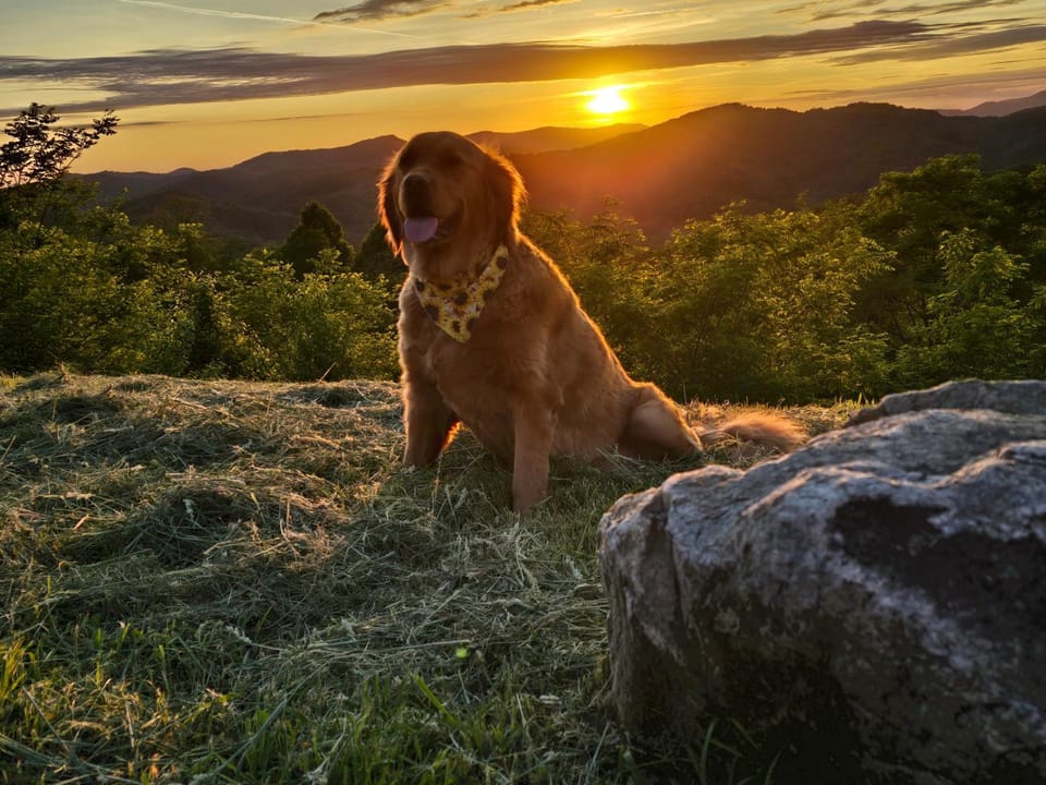 Mountain view, pet friendly