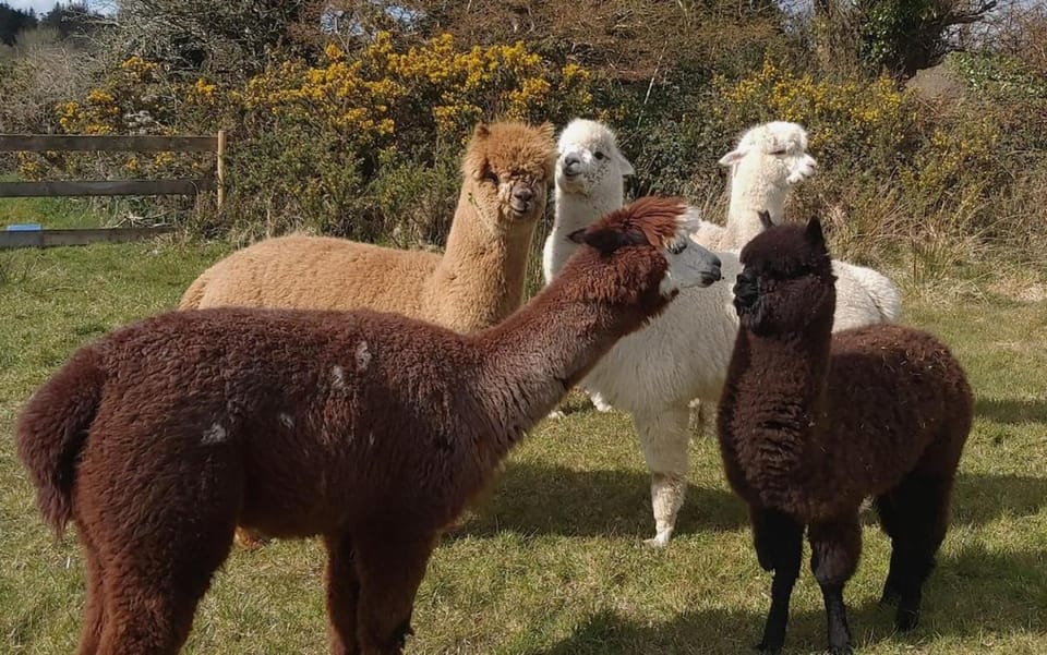 Peaceful tranquil Alpaca Farm Apartment in Ireland