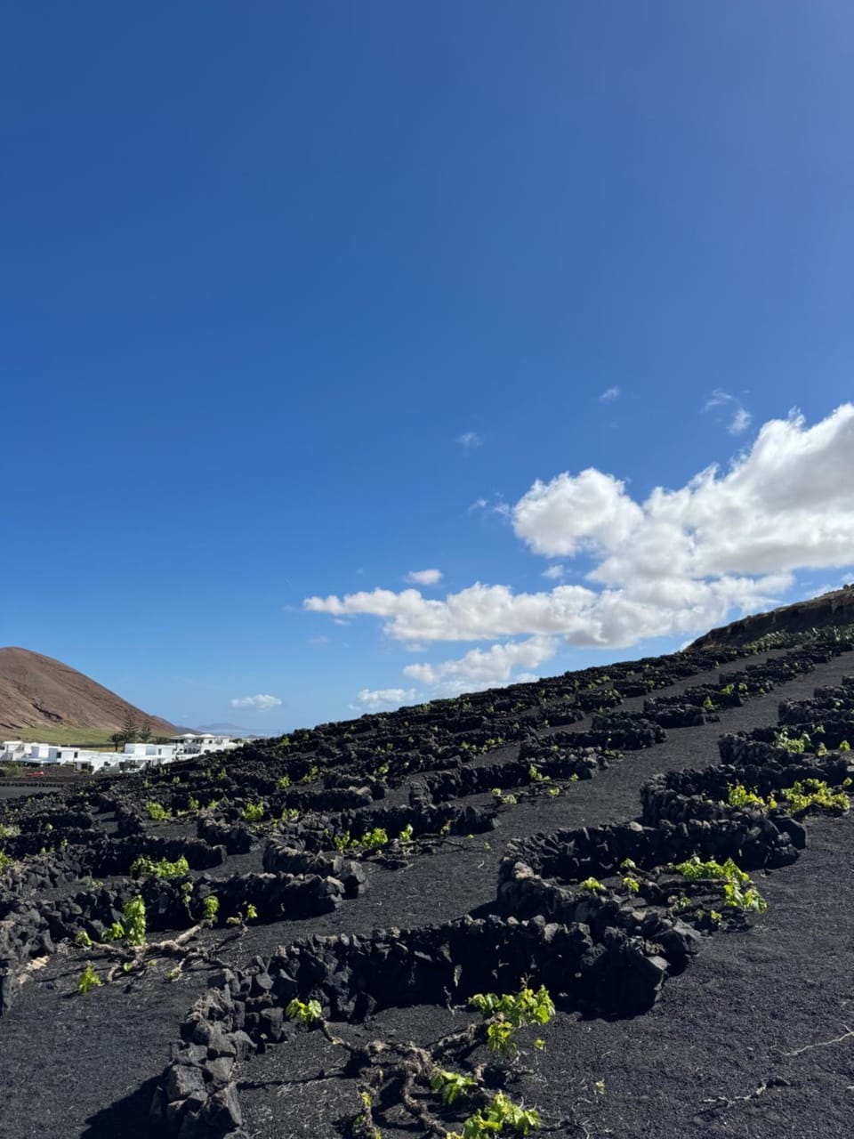Vineyard House House in Isla de Lanzarote