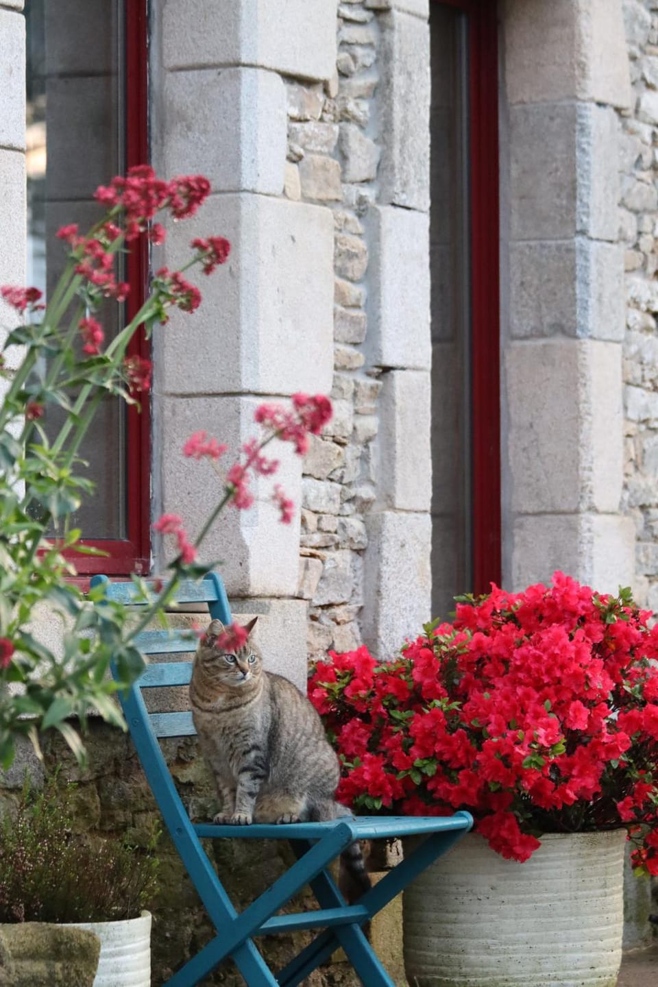 Property building, Garden, Pets