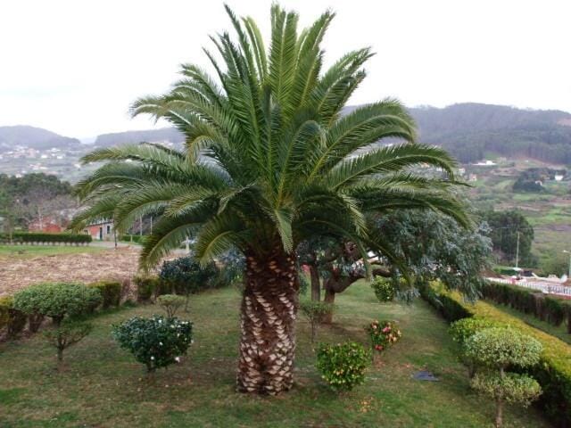 Pantín, Surf and Garden with BBQ House in Galicia