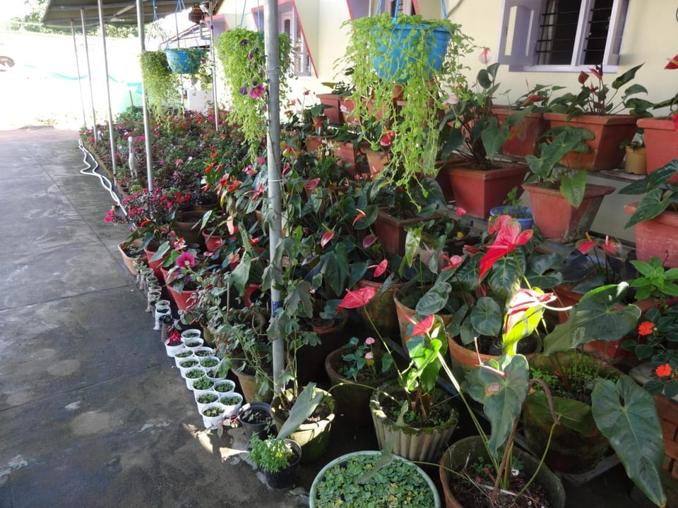 Garden