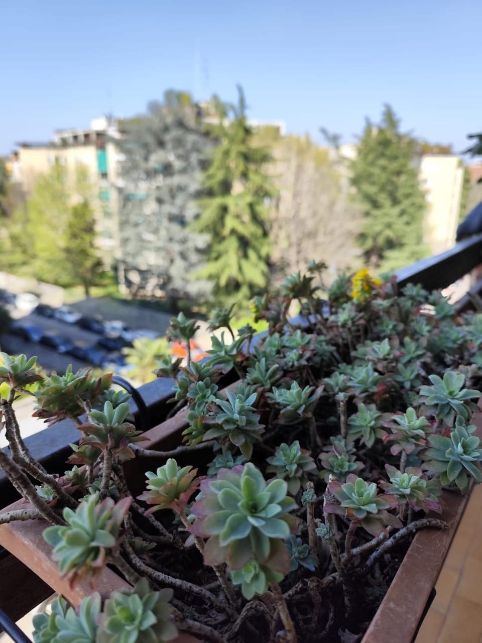 Spring, Day, Balcony/Terrace