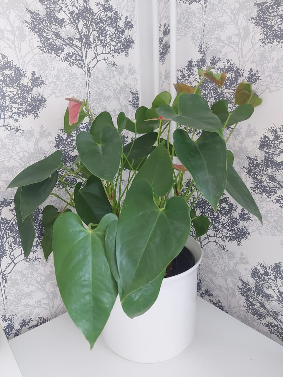 feel like your own home Vacation rental in Stockholm