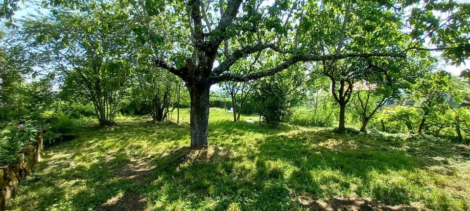 Spring, Garden, Garden view