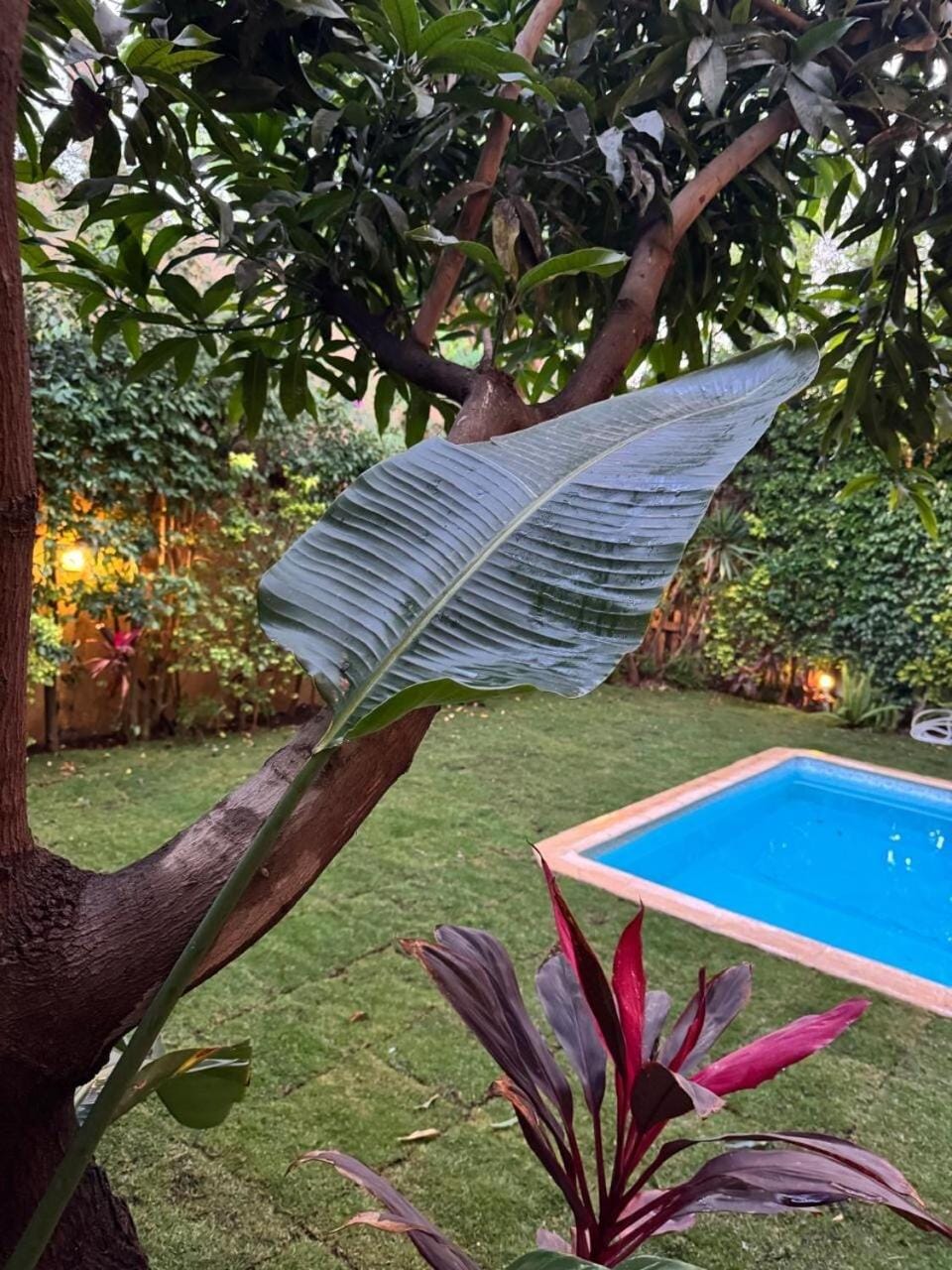 Spring, Day, Garden, Garden, Garden view, Pool view, Swimming pool, Swimming pool