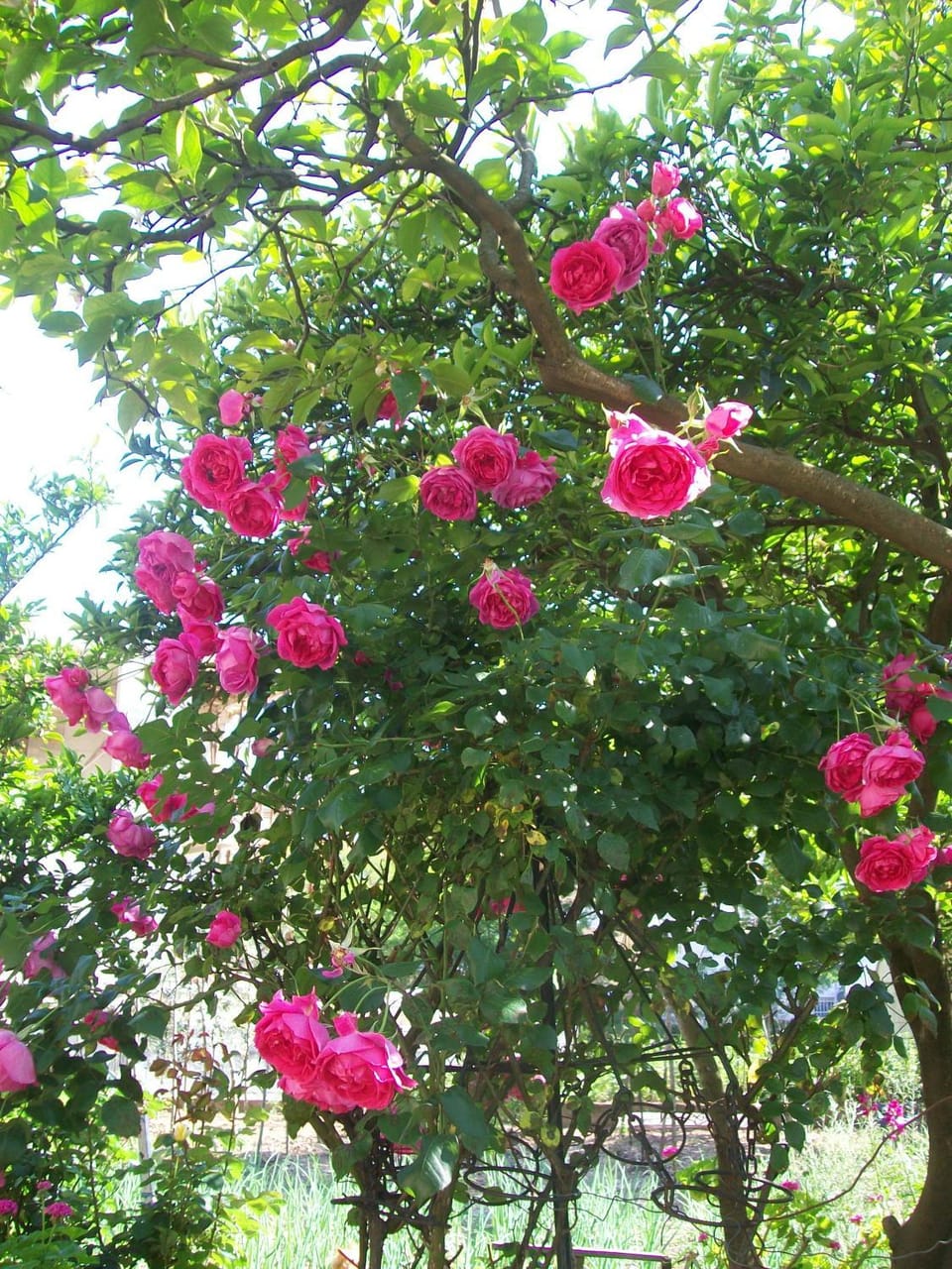 Spring
