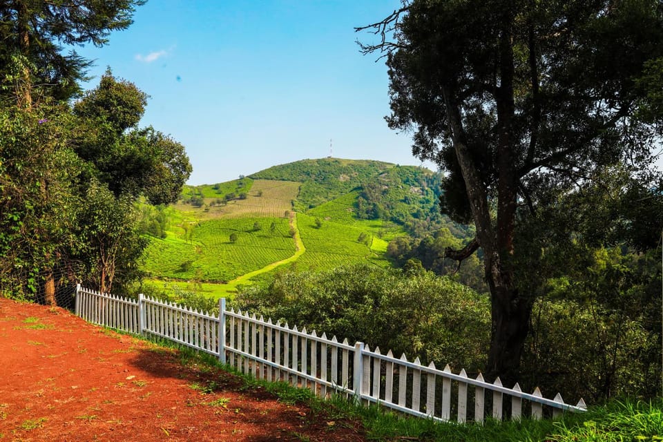 Natural landscape, Garden, Mountain view
