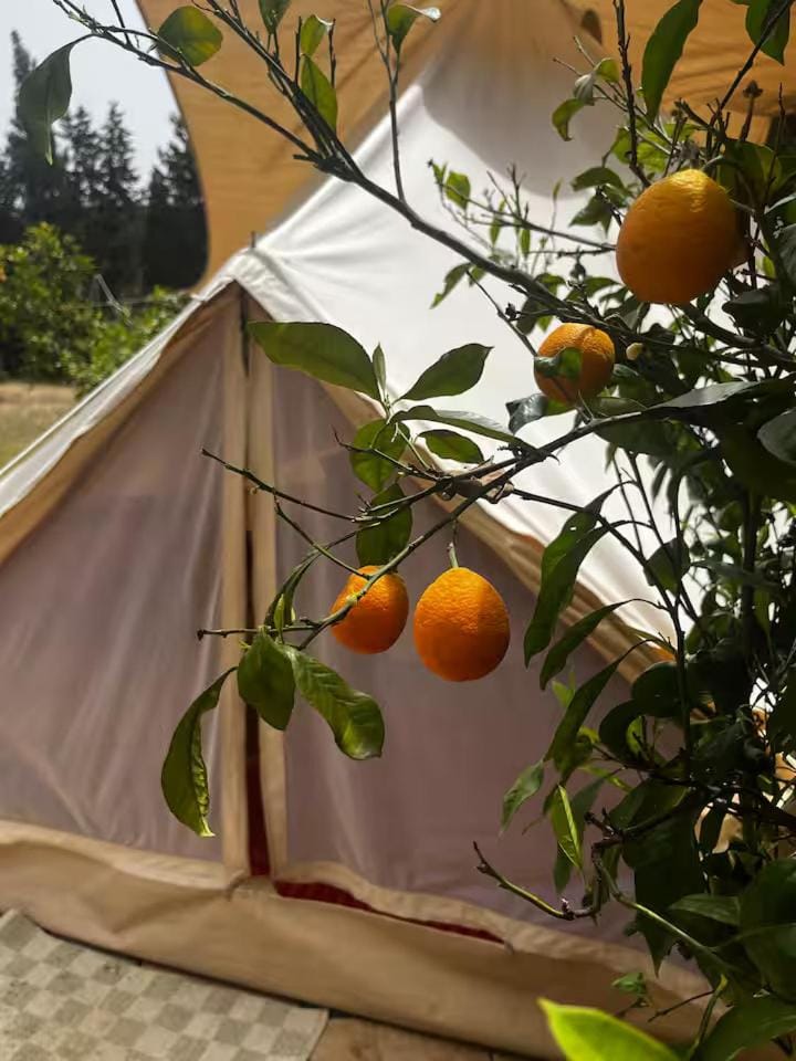 In Our Garden Sardinia - Orange Trees Glamping Tent Luxury tent in Quartu Sant'Elena