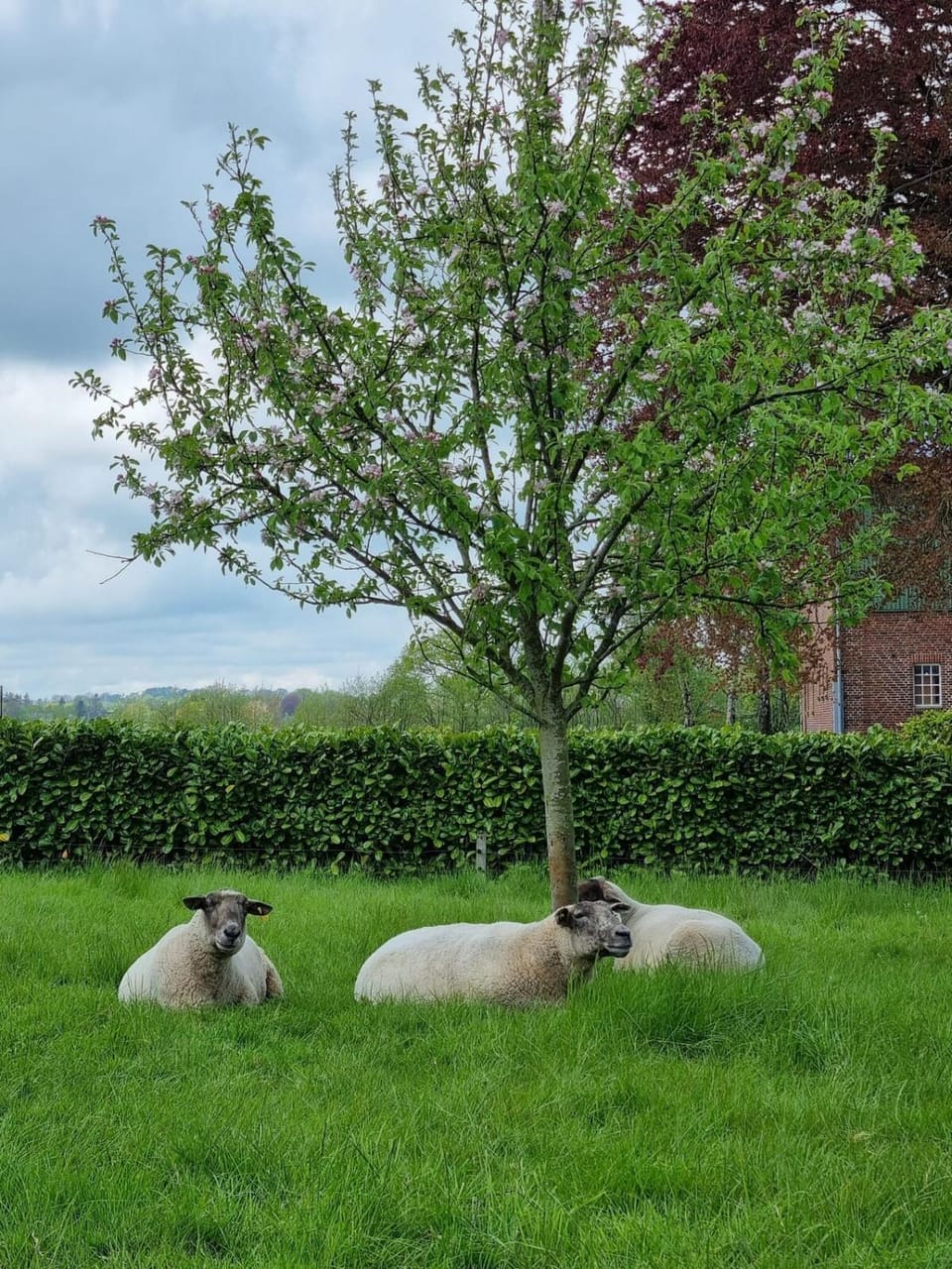 Dachwohnung Rabel Apartment in Kappeln