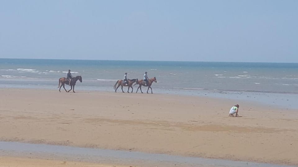 Day, People, Natural landscape, Horse-riding, Beach, Animals, Sea view, children, group of guests