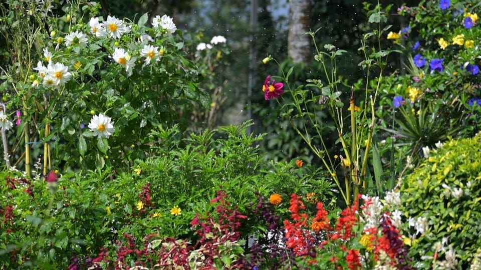 Natural landscape, Garden, Garden view