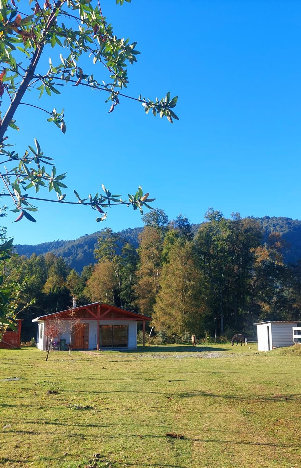 Cabaña viejo Roble House in Los Ríos, Chile