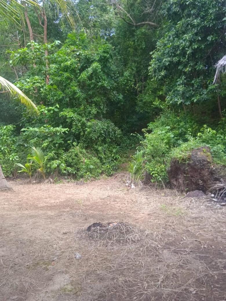 Day, Natural landscape, Garden