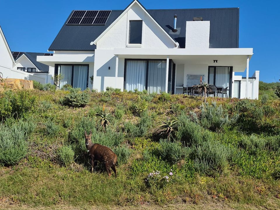 Property building, Garden, Garden view