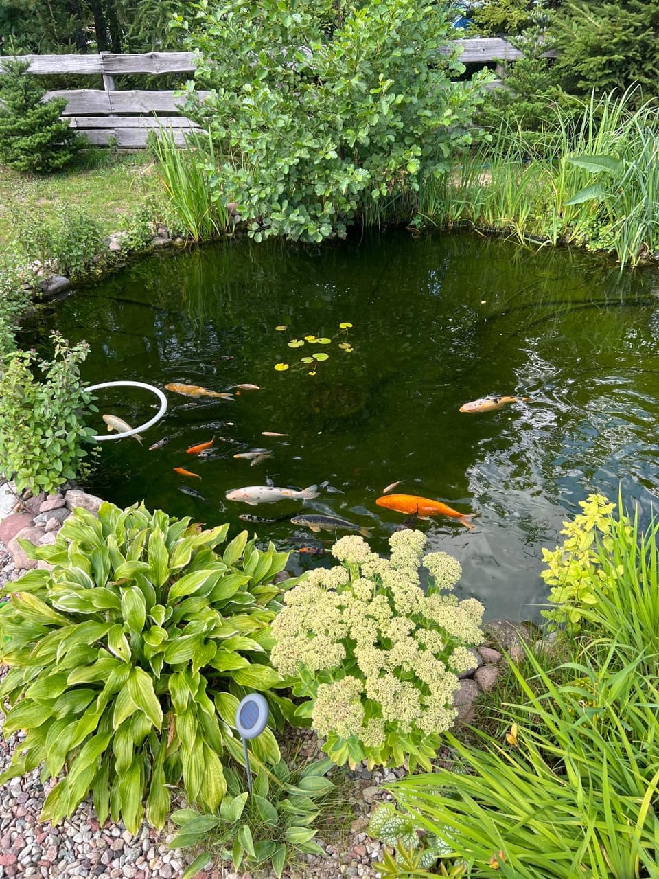 Day, Natural landscape, Summer, Garden, Garden, Garden view