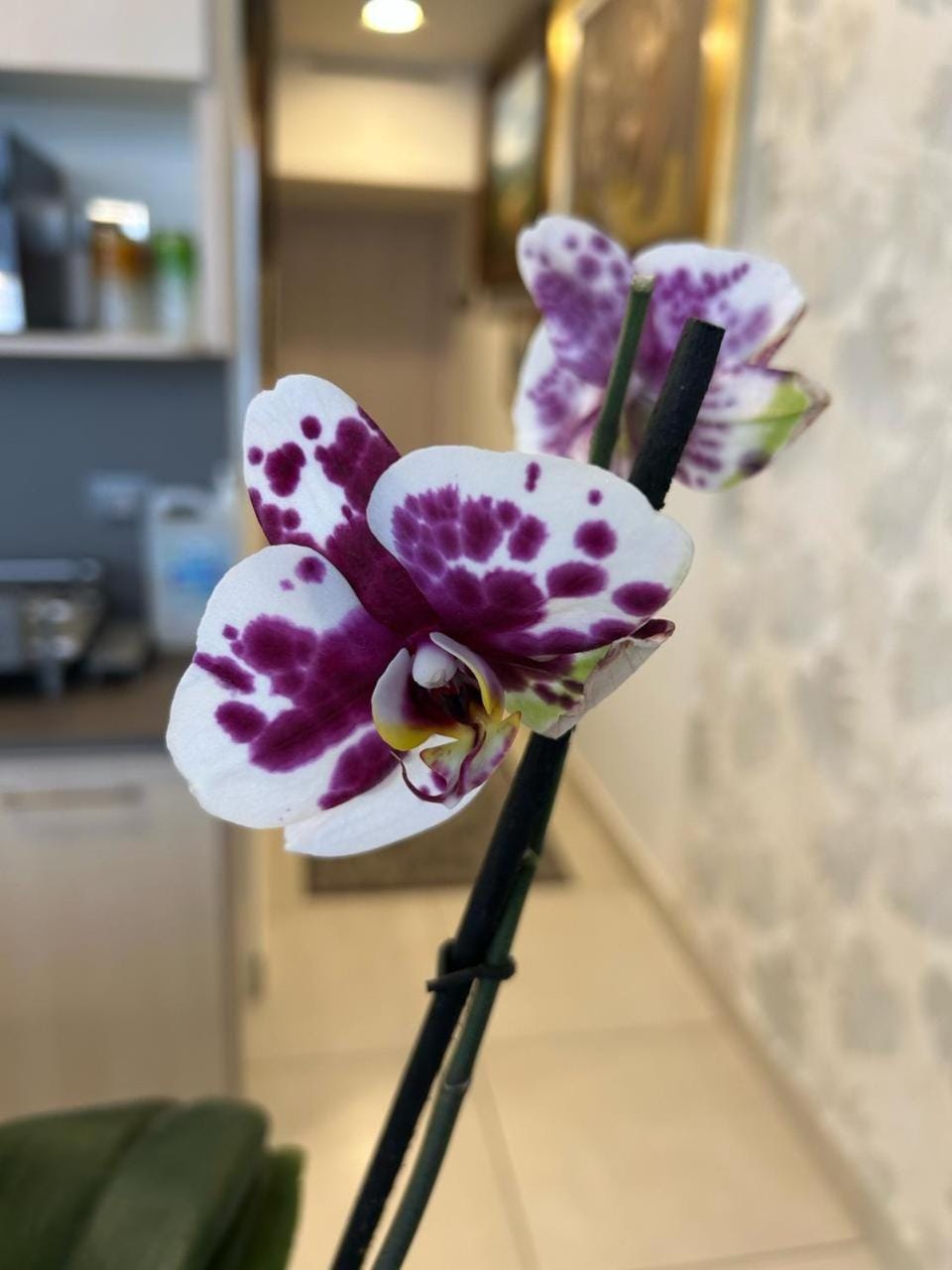 Centro Banamex Hipódromo de las Américas Toreo Apartment in Mexico City