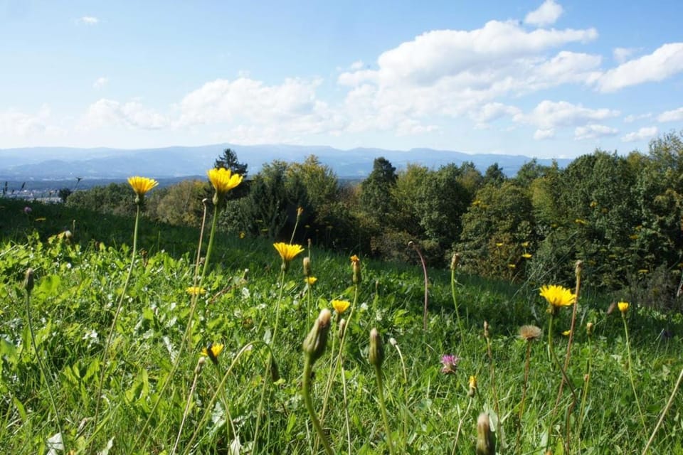 LandLoft in the Sausal wine region Chalet in Styria