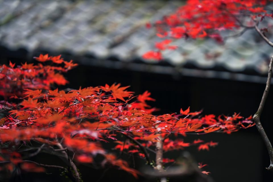 Natural landscape, Garden