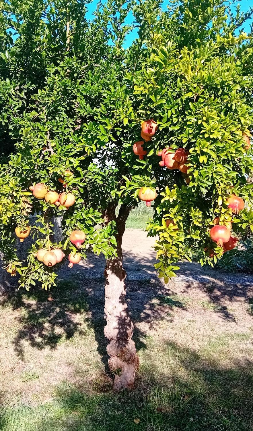 Appartamento Venturina Terme Apartment in Venturina Terme