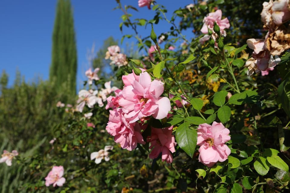 Garden, Garden view
