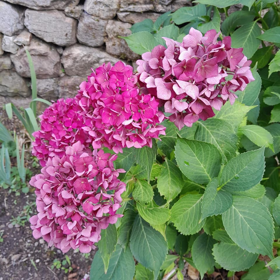 Spring, Garden, Garden view