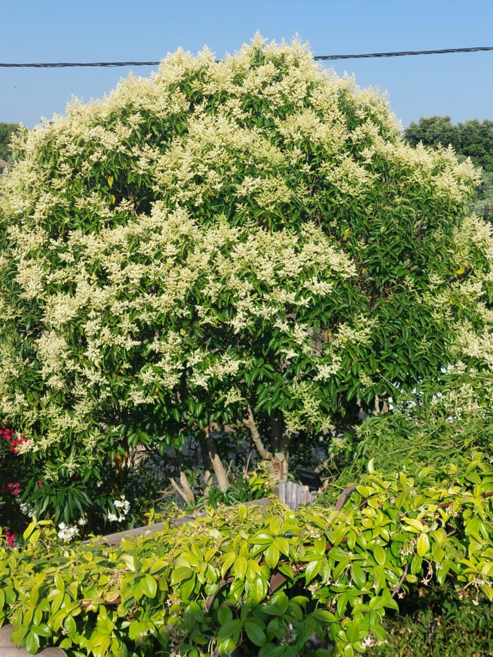 Garden view