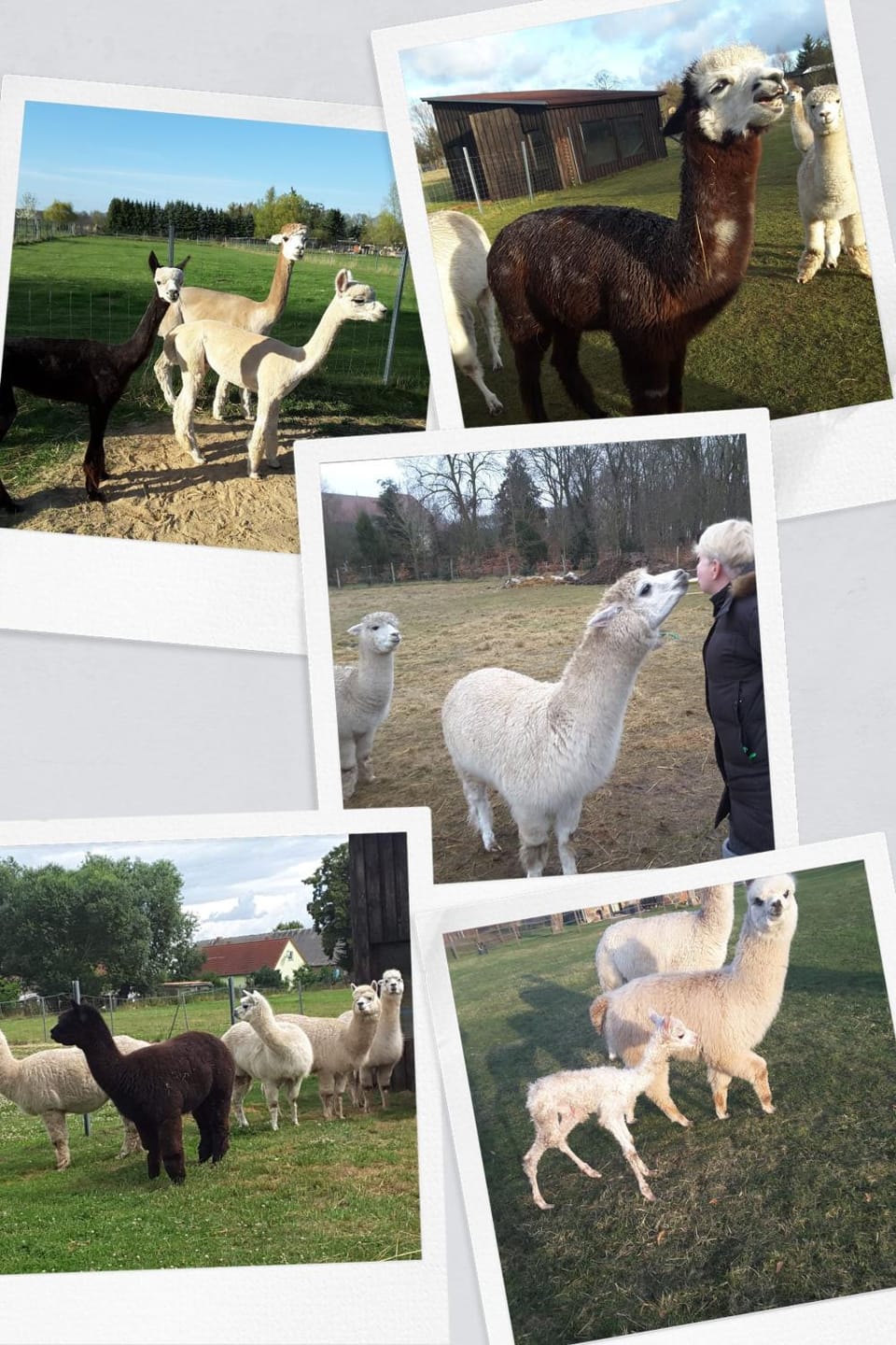 Animals