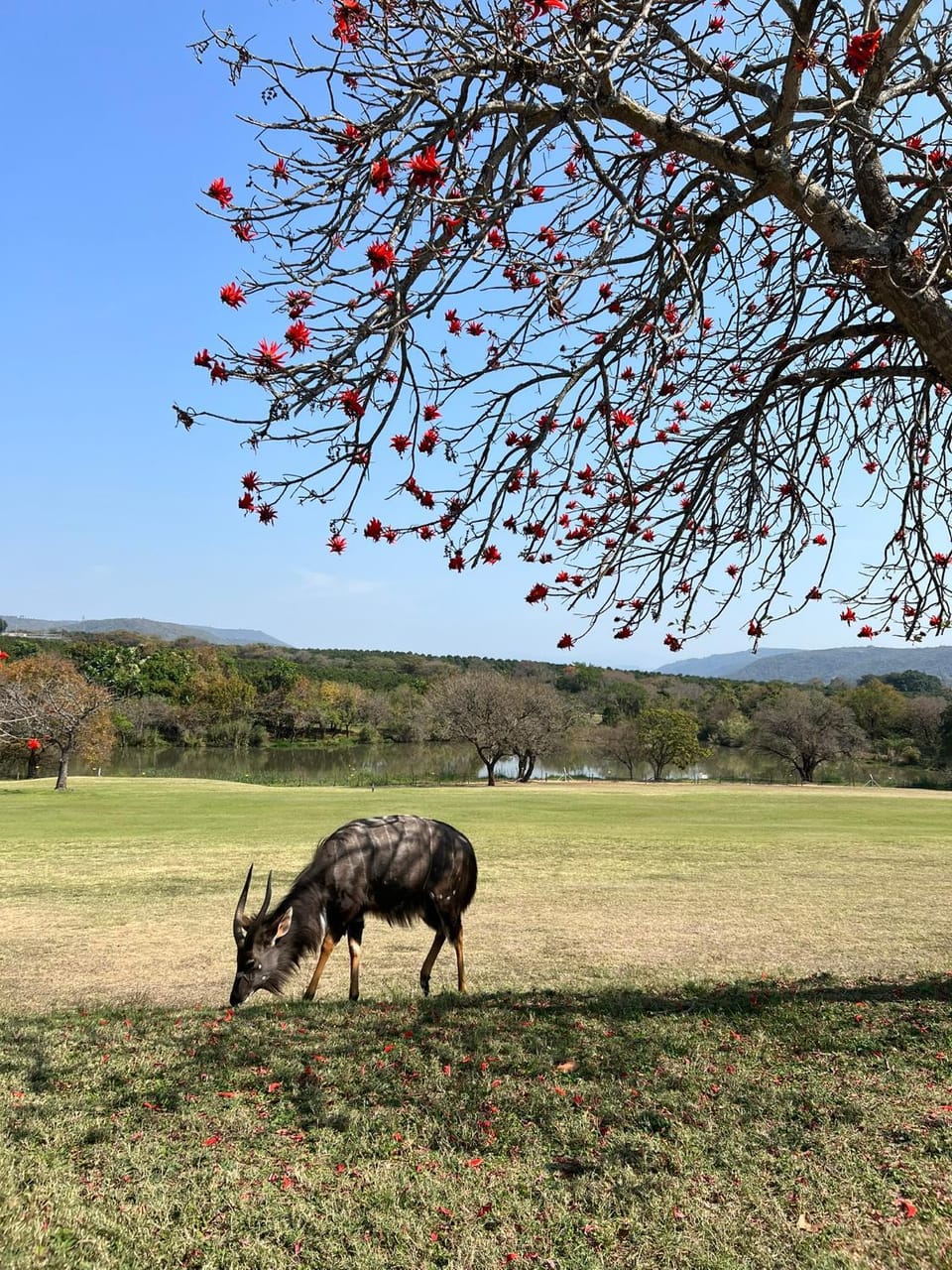 Day, Natural landscape, Animals