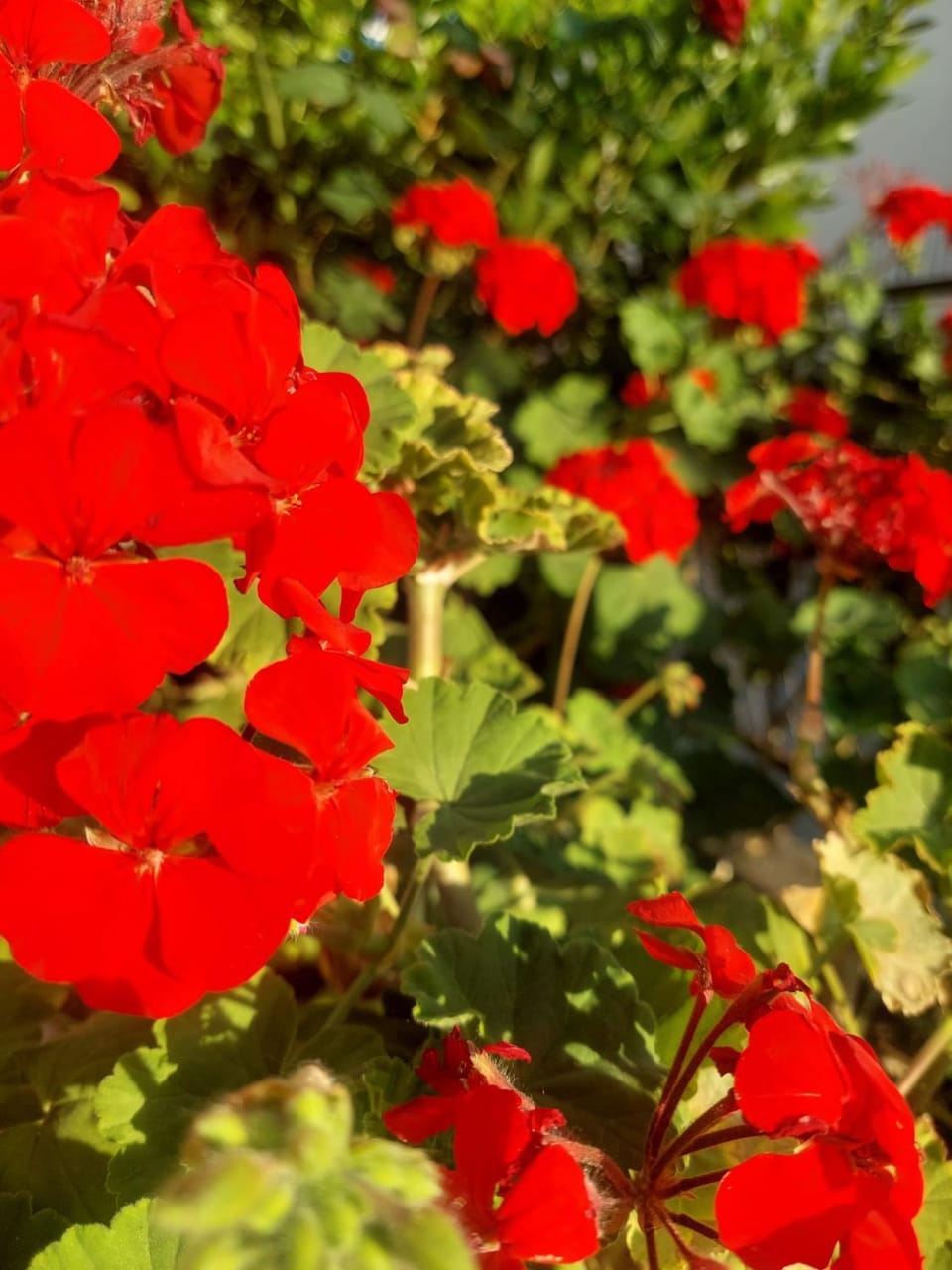 Guest house Milic Bed and Breakfast in Makarska