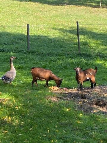 Au vieux pressoir Bed and Breakfast in Occitanie